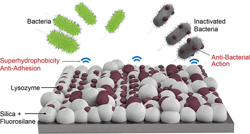 리소자임에 의한 항균 효과와 초소수성 코팅에 의한 방오 효과를 동시에 갖는 재료 표면 모습.