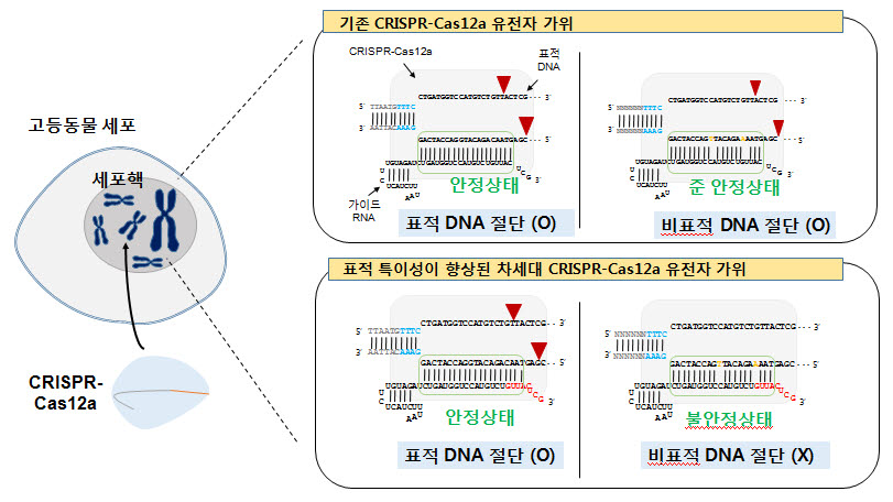 연구팀이 개발한 크리스퍼 가위의 표적 절단을 기존의 것과 비교한 설명자료.