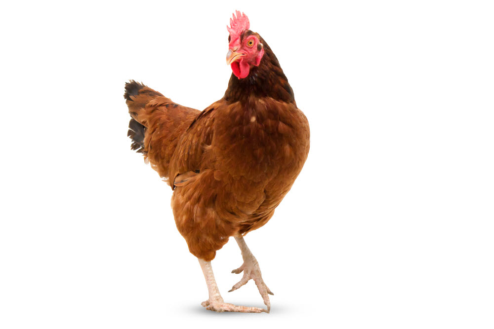 사진. 통념과 달리 닭은 절대로 모자라지 않다. (출처: shutterstock)