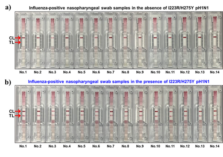 인플루엔자 양성 임상 검체 내에 다제 내성 바이러스를 접종하여 검출 여부 실험 결과. 인플루엔자 양성 검체와 다제 내성 바이러스의 혼합 조건에서도 다제 내성 바이러스의 존재 여부 확인이 가능하다.