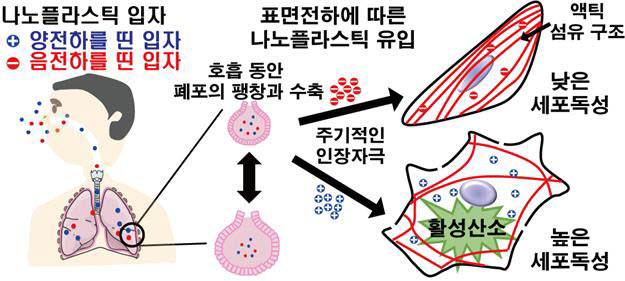 폐 세포 독성유발 모식도.jpg