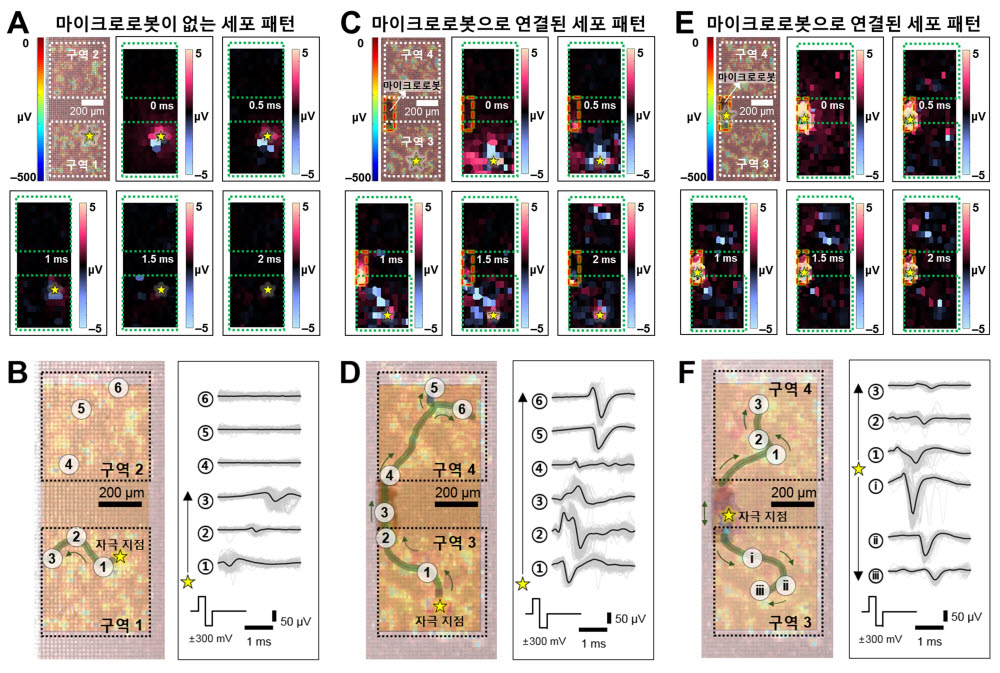 다중 전극어레이(MEA)를 이용한 전기 자극으로 마이크로로봇이 없는 세포패턴과 마이크로로봇으로 연결된 세포 패턴에서 전기 생리학적 신호 전파를 기록한 결과