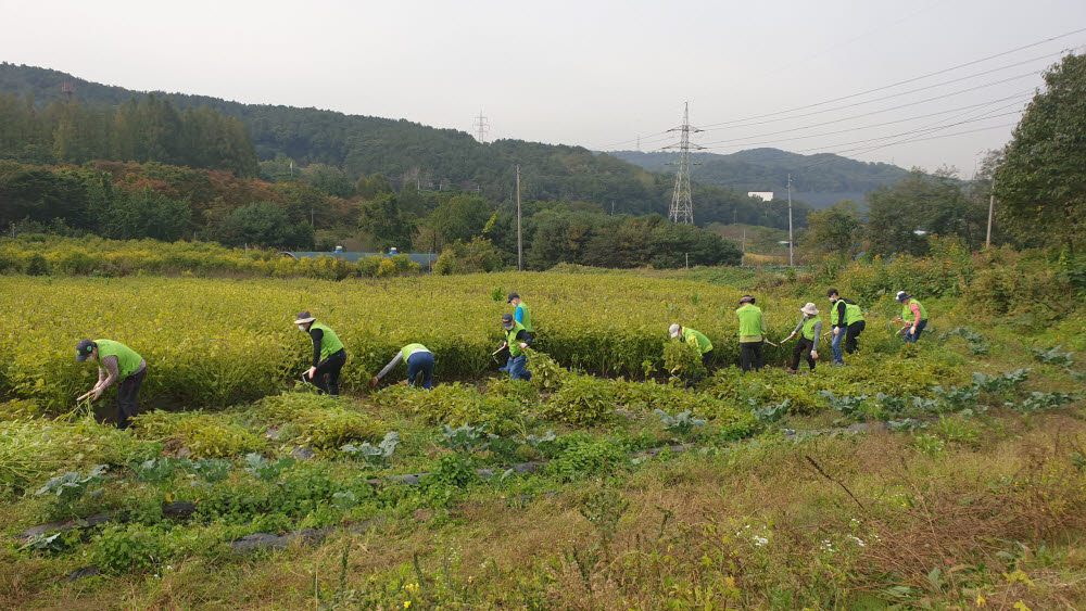 농협은행 임직원들이 지난 14일 경기도 의왕시 고천동 왕림마을에서 들깨를 수확하고 있다.