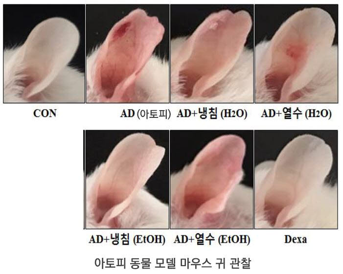 아토피 동물에 적용해 치료 경과를 관찰한 모습