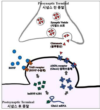BDNF에 의해서 증가한 hnRNP A2B1이 GluA1 mRNA에 결합, 번역(translation) 을 증가시킴으로써 암파 수용체의 합성이 증가했다. 따라서 시냅스에서 흥분성 신호의 전달을 효율적으로 담당한다.