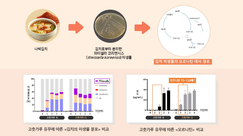 세계김치연구소의 김치 고춧가루 유용물질 오르니틴 생성 기여 확인 모식도.