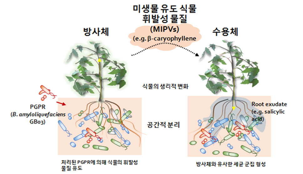 미생물 유도 식물 휘발성 물질의 신호 전달 과정 도식화