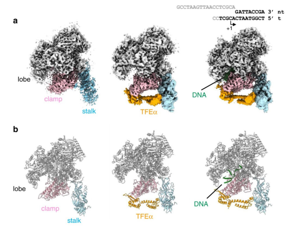 KBSI reveals gene expression mechanism with cryogenic electron microscope