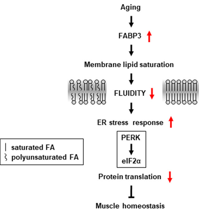 근육노화 흐름도. 노화에 따라 증가하는 FABP3가 세포내막 성분의 포화지방산사슬을 증가시켜 근육량과 근력을 저하시킨다.