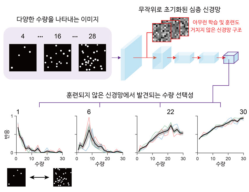 무작위로 초기화된 심층신경망에서 자발적으로 발생하는 수량 선택적 신경망 유닛