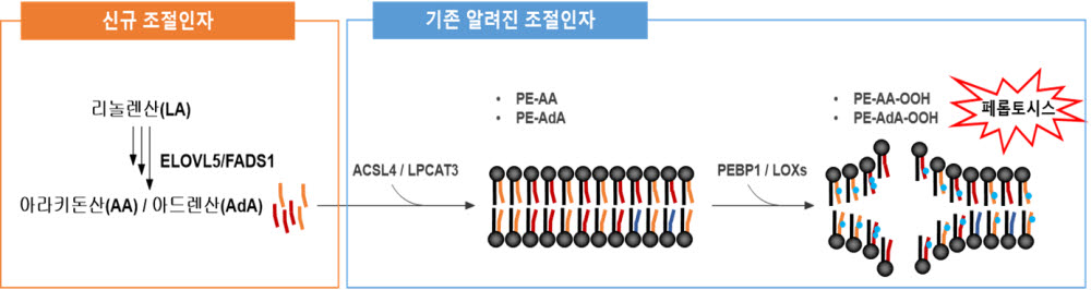 다중불포화지방산 합성경로 및 지질과산과에 의한 페롭토시스 세포 사멸 기작