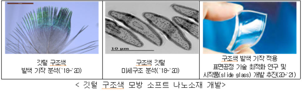 공작 깃털 활용한 디스플레이 특허…저전력·고색 재현 가능해져