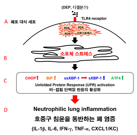 디젤분진에 의한 호흡기 염증 발생 기전