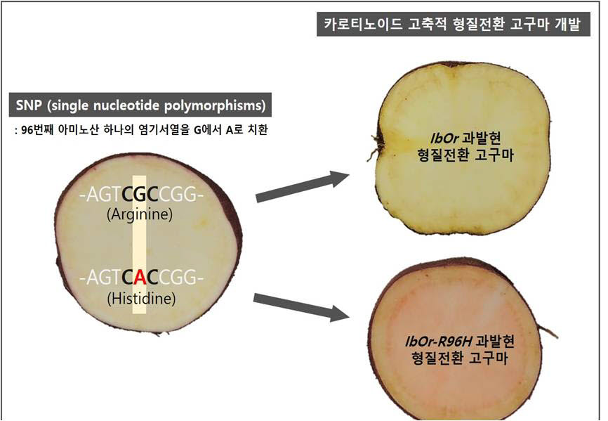 형질전환 고구마 식물체 제작 모식도. 사진출처=한국생명공학연구원