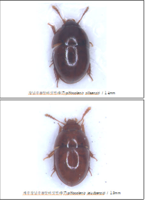 생물자원관, 날지 못하는 딱정벌레류 2종 발견