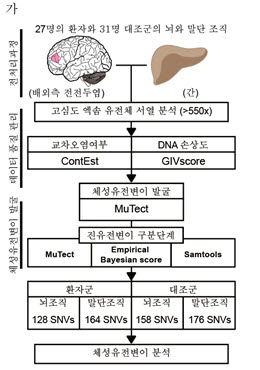 이번 연구에서 사용된 뇌 특이 체성 유전변이 분석 파이프라인