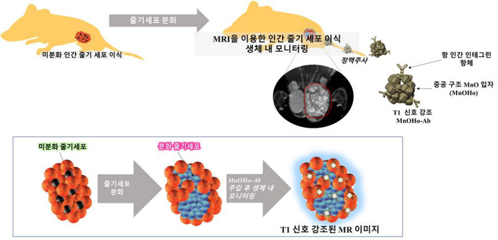 MRI 기반 줄기세포의 모니터링 시스템 개략도. 사진출처=한국생명공학연구원