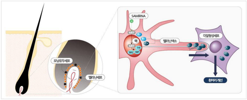 흰머리 개선을 유도하는 마이크로리보핵산 기반 후보물질 설명도. 사진출처=바이오니아