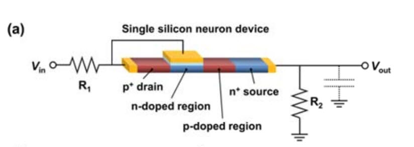 김상식 교수팀이 개발한 PNPN 뉴런소자 구조. <사진= 고려대학교 김상식 교수팀>