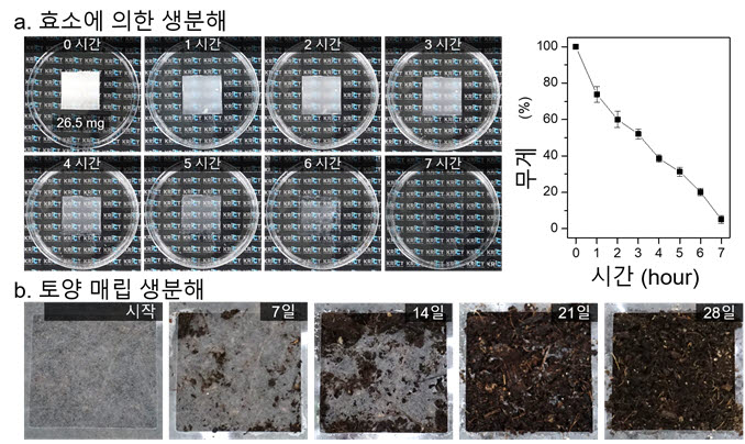 생분해성 마스크필터의 시간에 따른 효소분해 및 무게감소율을 측정한 사진