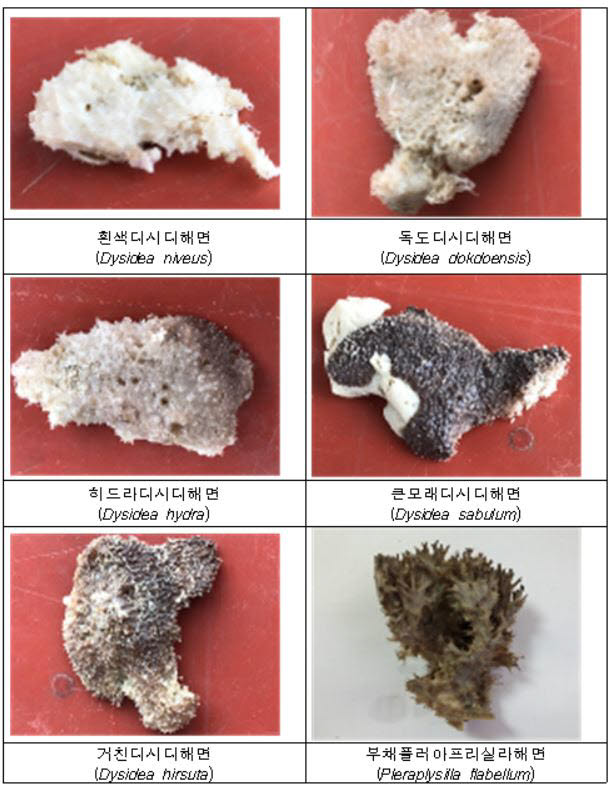 국립해양생물자원관에서 발견한 해면동물 6종. 사진출처=국립해양생물자원관