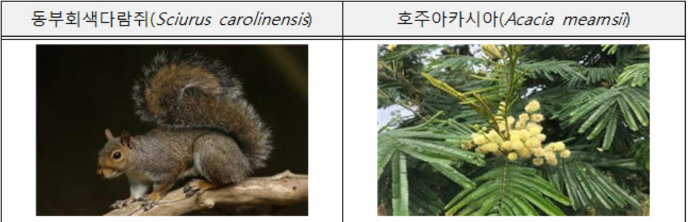 동부회색다람쥐·흡혈박쥐 수입땐 바이러스 전파·생태계 파괴 우려