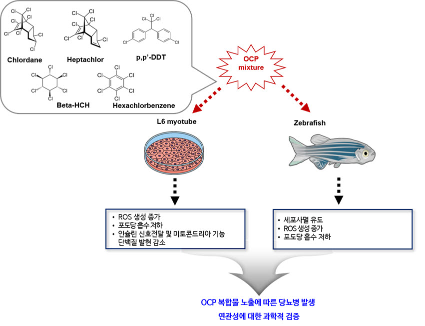 OCP 복합물 노출을 통한 L6근육세포와 제브라피쉬 연구 모식도