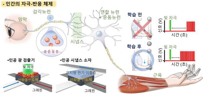 인간의 자극-반응 시스템을 통한 의식적인 반사 및 인공 시스템에 사용된 인공 소자의 모식도, 자료=연세대