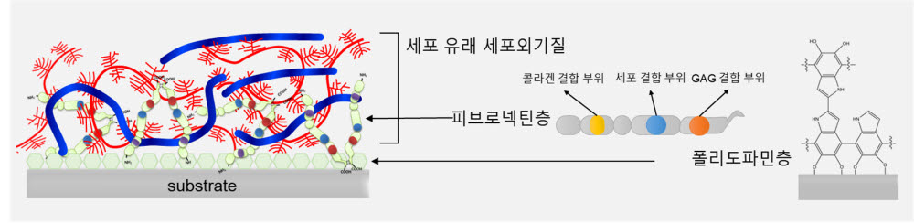 세포외기질이 강하게 결합된 소재 구조 모식도