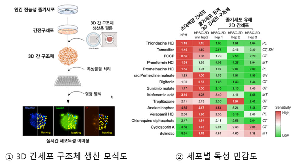 줄기세포 유래 3D 간세포 구조체 생산 모식도와 독성 민감도