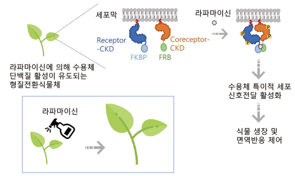 라파마이신 화합물에 의한 식물의 생장 및 면역 반응 조절 분자도구 작용 모식도.