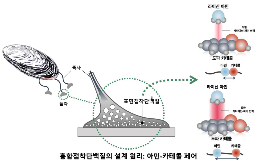 홍합접착단백질의 설계원리 이미지