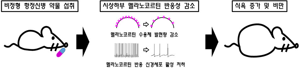 비정형항정신성 약물에 의한 식욕 증가 및 비만 기전