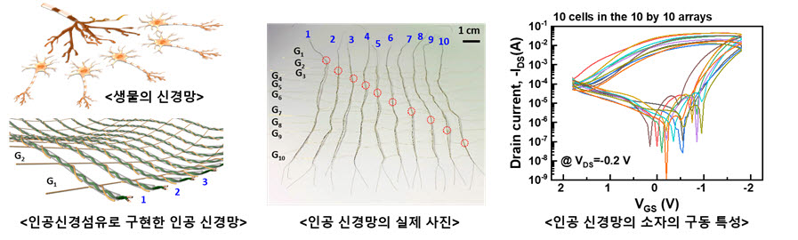 인공신경망 미이지와 인공신경섬유소자 동작특성