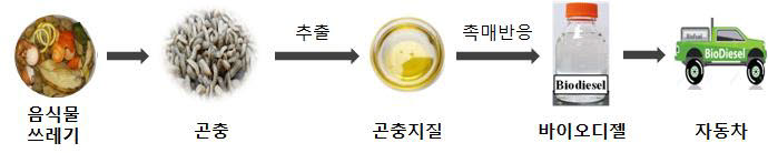 곤충 바이오디젤 합성 과정. [자료:한국석유관리원]