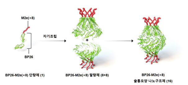 범용성 인플루엔자 나노 백신 모식도