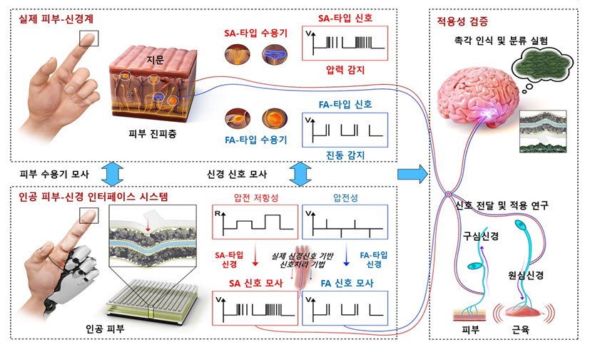 인간 피부-신경 모사형 인공 감각 인터페이스 시스템 개요