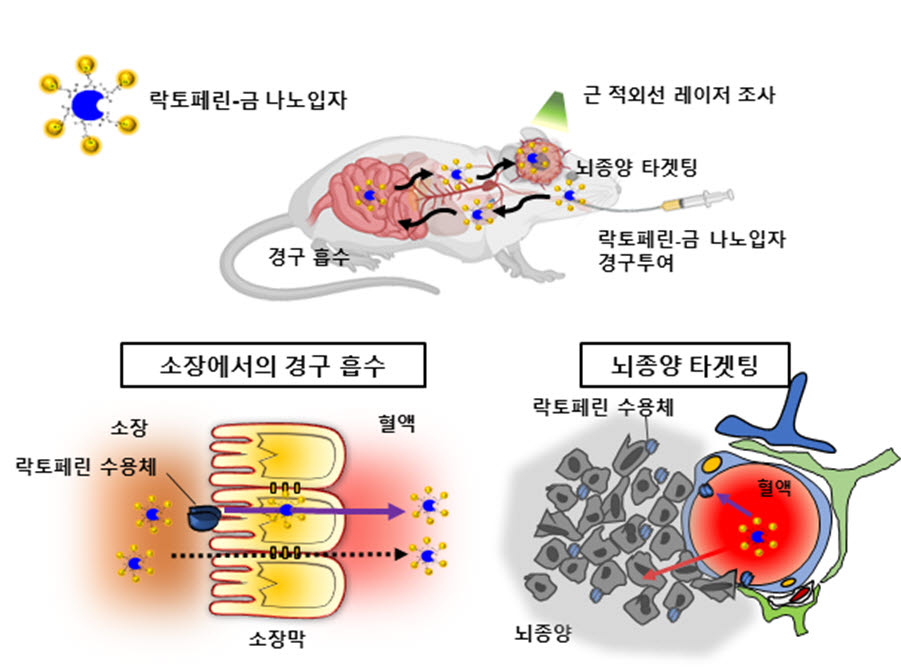 먹는 뇌종양 치료제의 경구 흡수 및 뇌종양 표적 후 빛을 이용한 치료의 모식도