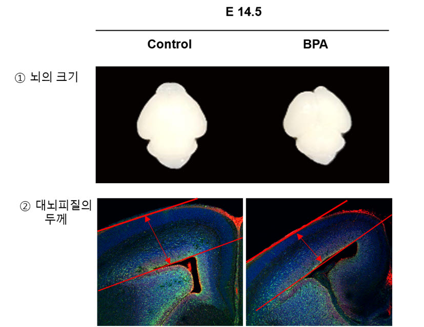 비스페놀 A 노출이 신경세포 생성에 끼치는 영향