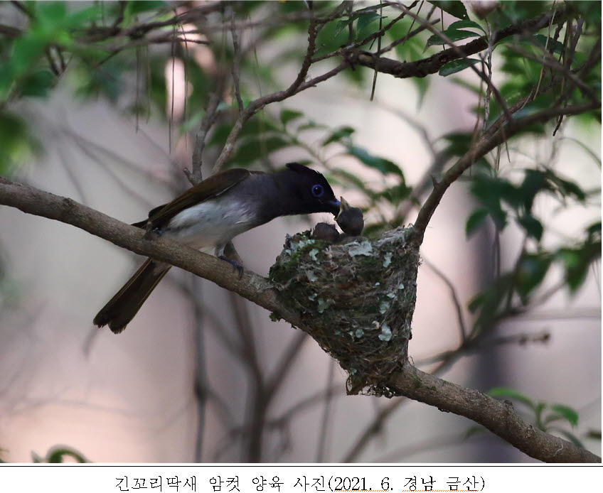 경남 금산서 '긴꼬리딱새' '팔색조' 등 멸종위기종 포착