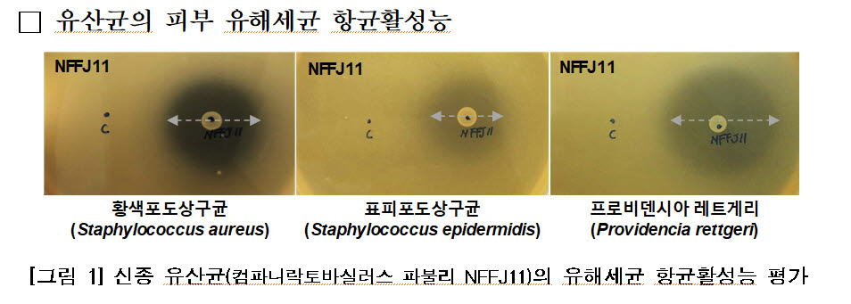 낙동강생물자원관, 피부 유해세균 억제 유산균 발견