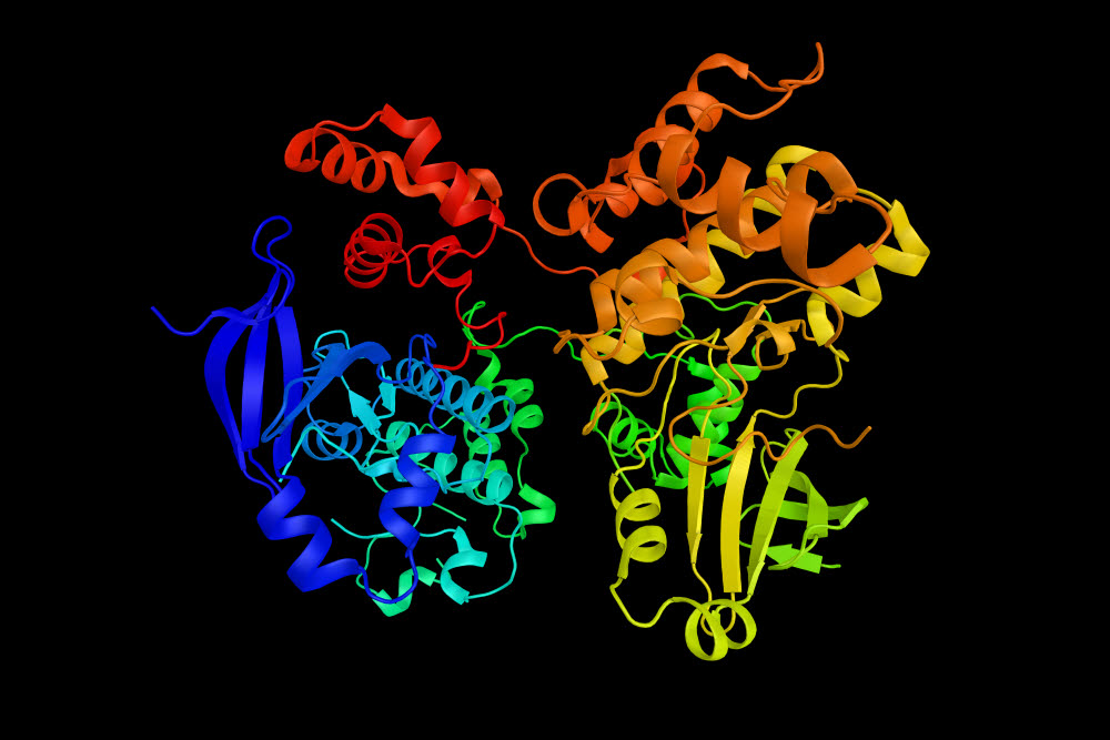 단백질의 3차원 구조. 아미노산이 이토록 복잡하게 접혀 단백질을 이루기 때문에 단백질 구조를 밝혀내는 것은 굉장히 어려웠다. (출처: shutterstock)
