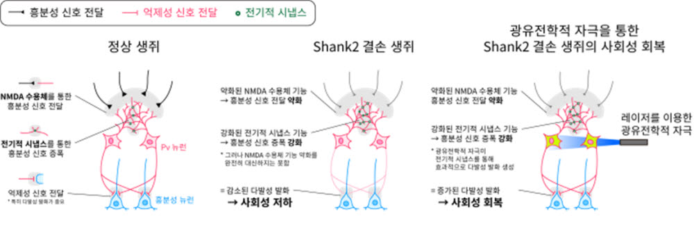 Shank2 결손 생쥐의 사회성 저하 및 광유전학 자극을 통한 회복 모식도