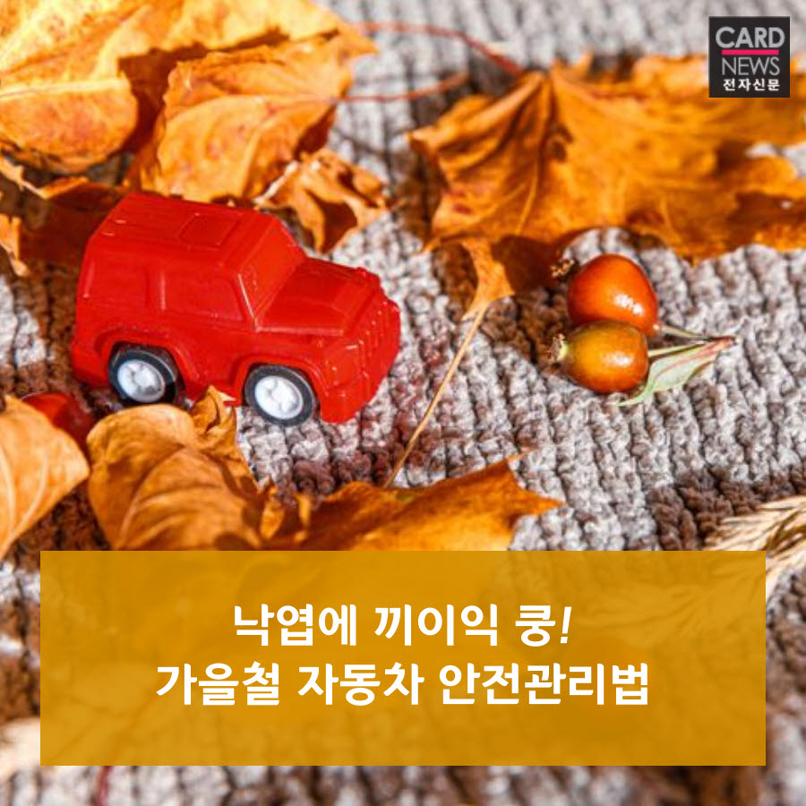 [카드뉴스]낙엽에 끼이익 쿵!…가을철 車 안전관리법