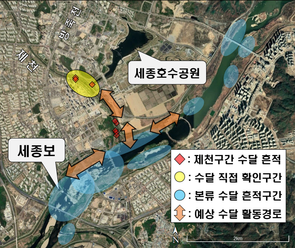 세종시 도심하천에 수달 가족이 산다