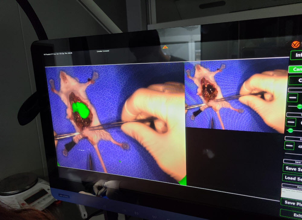 한국광기술원 근적외선 형광영상진단장비를 이용한 마우스 개복 영상.