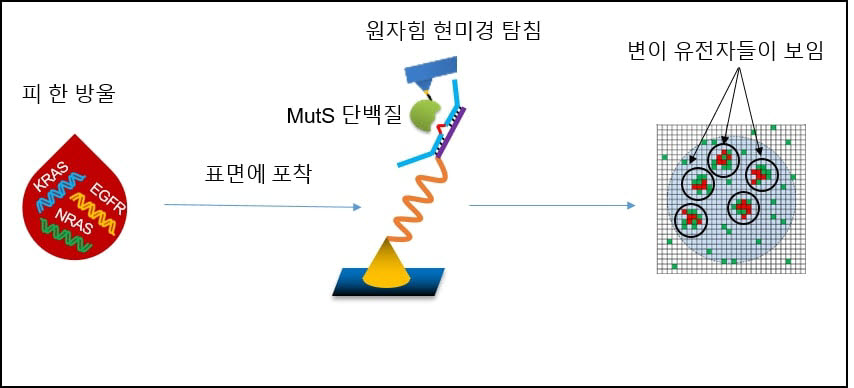 현미경을 이용해 유전자를 증폭하지 않고 변이유전자를 검출하는 방법에 대한 그림