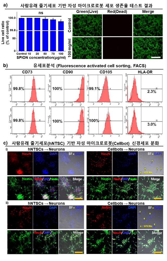 사람유래 줄기세포 기반 자성 마이크로로봇 제작 및 신경세포 분화 관련 이미지
