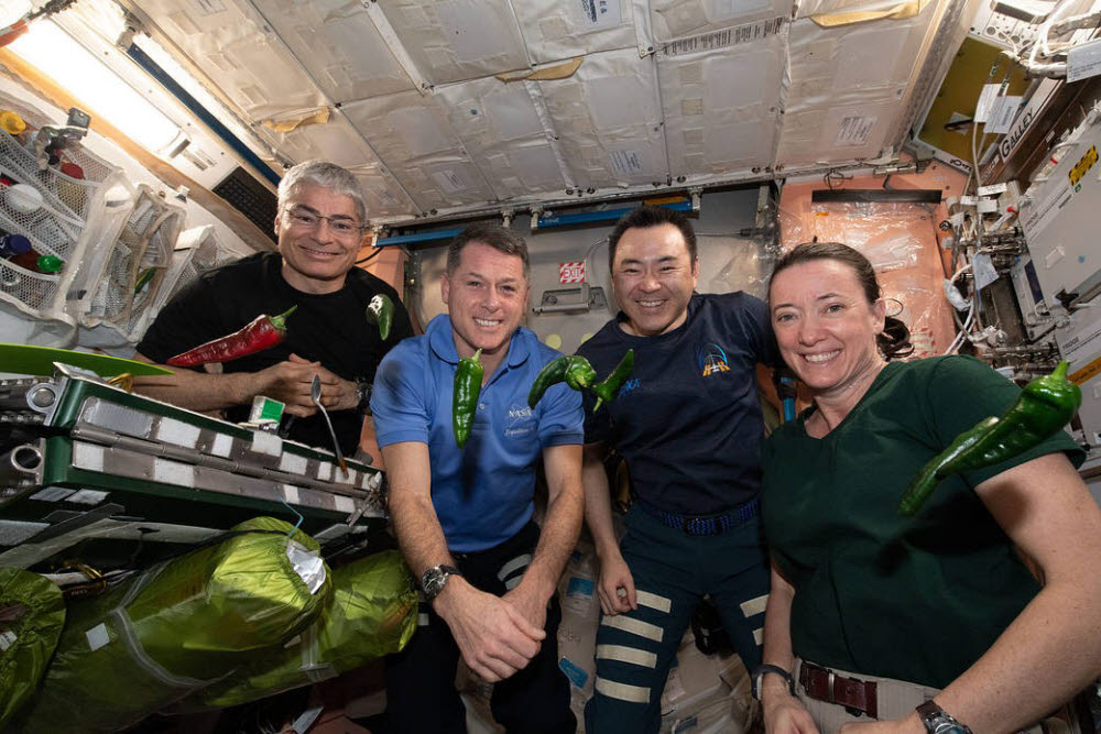 NASA 우주인들과 ISS에서 재배한 고추. 사진=NASA