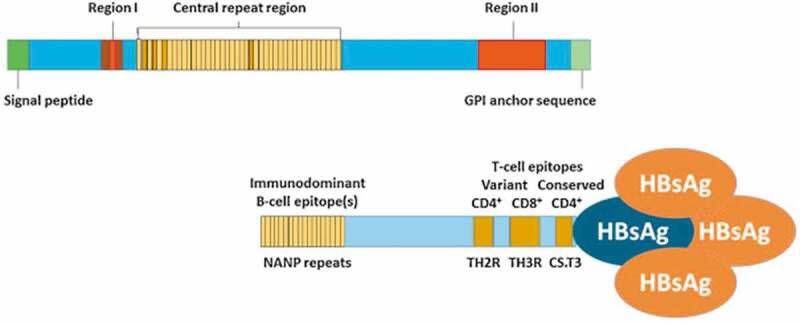포자소체 막단백질(CSP)과 RTS,S 구조를 묘사한 그림. 열대열 말라리아 원충 CSP에 해당 균주를 활용해 B 세포?T 세포 에피토프 말단 영역을 유전적으로 가공했다. B형 간염 표면 항원을 운반체로 활용해 인간의 항체 반응과 T 세포 반응을 반복 촉진시킨다. (출처: Vaccine)